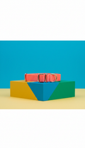 Coral Pop nylon dog collar